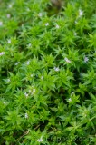 CFGdn82.jpg 86715