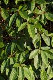 CFGdo48.jpg 86781