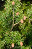 CFGdo53.jpg 86786