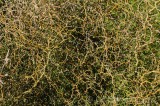 CFGds38.jpg 87171