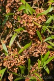 CFGds56.jpg 87189