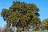 CFGdt01.jpg 87234