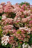 CFGdt37.jpg 87270