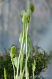 CFGdt65.jpg 87298