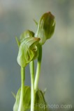 CFGdt66.jpg 87299