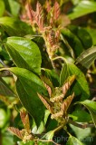 CFGdt83.jpg 87316