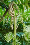 CFGdt87.jpg 87320