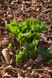 CFGdt91.jpg 87324