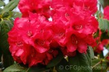 CFGdt95.jpg 87328