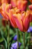 CFGdy53.jpg 87785