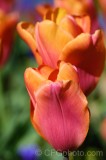 CFGdy54.jpg 87786