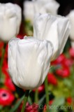 CFGdy65.jpg 87797