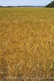 CFGe135.jpg 73996