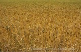 CFGe136.jpg 73997