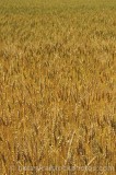 CFGe137.jpg 73998
