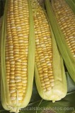 CFGe159.jpg 65058