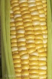 CFGe160.jpg 65059