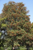 CFGe280.jpg 60031