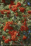CFGe281.jpg 60032
