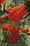 CFGe282.jpg 60033