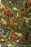 CFGe448.jpg 60018