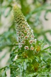 CFGea52.jpg 87984