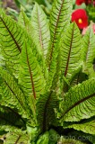 CFGea59.jpg 87991