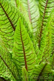 CFGea60.jpg 87992