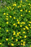 CFGea82.jpg 88014