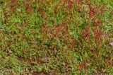 CFGea85.jpg 88017
