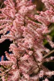 CFGea98.jpg 88030