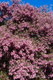 CFGeb08.jpg 88040