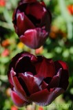 CFGeb81.jpg 88113