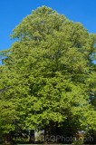 CFGec54.jpg 88186