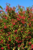 CFGee19.jpg 88351