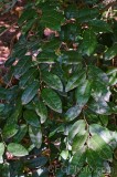 CFGee24.jpg 88356