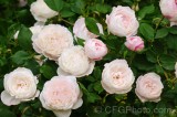 CFGef57.jpg 88489