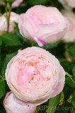 CFGef59.jpg 88491