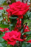 CFGef65.jpg 88497