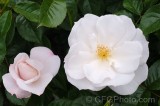 CFGef95.jpg 88527
