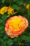 CFGef97.jpg 88529