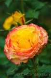 CFGef98.jpg 88530