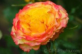 CFGef99.jpg 88531