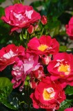 CFGeh65.jpg 88697