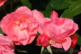CFGeh75.jpg 88707