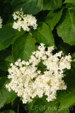 CFGei47.jpg 88779
