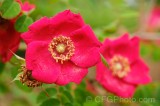 CFGei54.jpg 88786