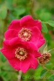 CFGei55.jpg 88787