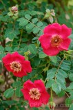 CFGei56.jpg 88788