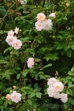CFGei73.jpg 88805